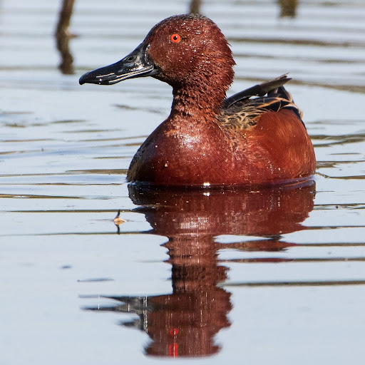 Nature Preserve «Madrona Marsh», reviews and photos, 3201 Plaza del Amo, Torrance, CA 90503, USA