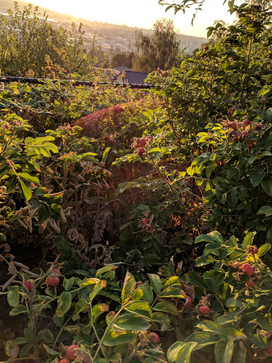 Park «Fremont Peak Park», reviews and photos, 4357 Palatine Ave N, Seattle, WA 98103, USA