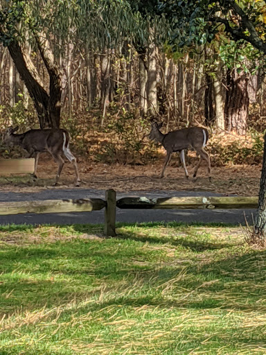 Golf Course «Ocean County Golf Course», reviews and photos, 301 Chambersbridge Rd, Brick, NJ 08723, USA