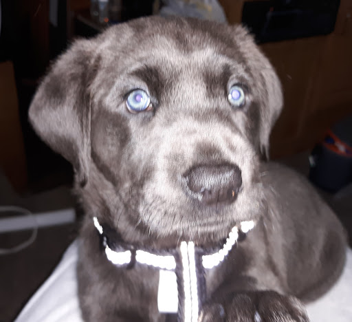 Tattoo Shop «No Guts No Glory Tattoo», reviews and photos, 1333 NW U.S. 101, Lincoln City, OR 97367, USA