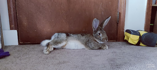 Pet Supply Store «Pet Supplies Plus», reviews and photos, 87 S River Rd, Bedford, NH 03110, USA