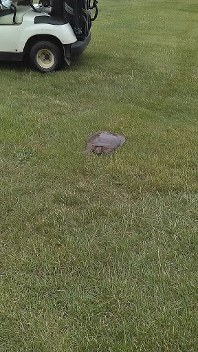 Golf Course «Belle River Golf Course», reviews and photos, 12564 Belle River Rd, Memphis, MI 48041, USA