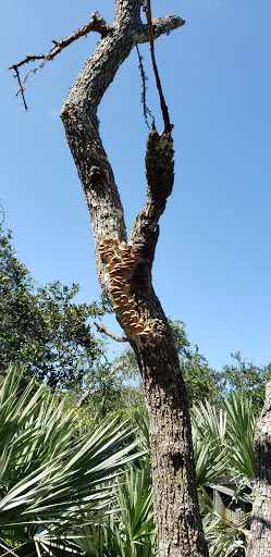 Science Museum «Marine Science Center», reviews and photos, 100 Lighthouse Dr, Ponce Inlet, FL 32127, USA