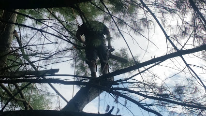 Gabe's tree service