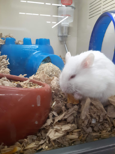 Pet Supply Store «Pet Supplies Plus», reviews and photos, 5418 N Blackstone Ave, Fresno, CA 93710, USA