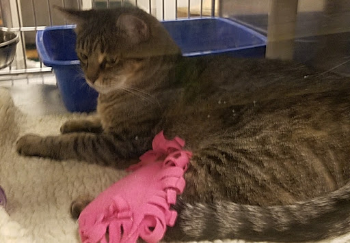 Pet Supply Store «PetSmart», reviews and photos, 525 Connecticut Ave, Norwalk, CT 06854, USA