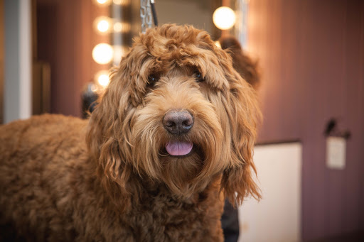 Pet Groomer «Pet-icure Pet Grooming & Supplies», reviews and photos, 89 Main St, Pepperell, MA 01463, USA