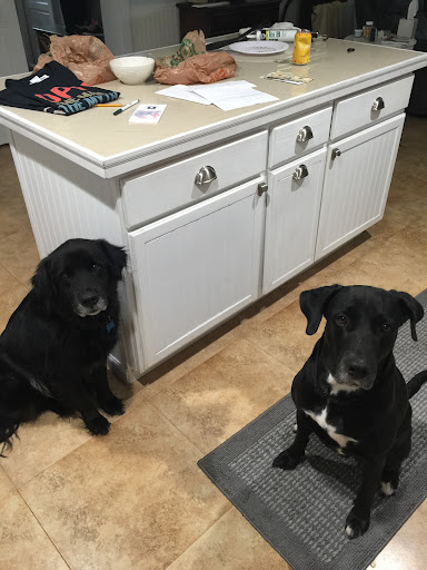 Pet Supply Store «PetSmart», reviews and photos, 211 W Alexander St A, Plant City, FL 33563, USA