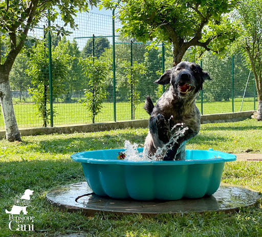 Pensioni per cani e dog hotel a Thier Garten Valverde - Pensione Per Cani