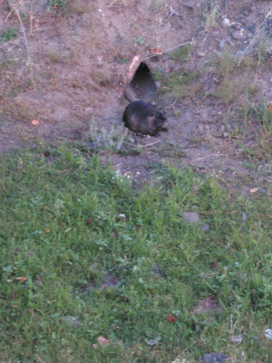 Department Store «BI-MART», reviews and photos, 110 E 6th Ave, Junction City, OR 97448, USA