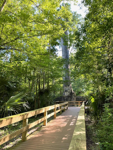 Park «Big Tree Park», reviews and photos, 761 General Hutchison Pkwy, Longwood, FL 32750, USA
