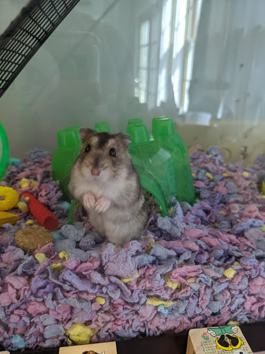 Pet Supply Store «Family Pet Store», reviews and photos, 38 Starrett Dr, Belfast, ME 04915, USA