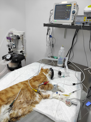 Vera Veterinaris Alella en Alella