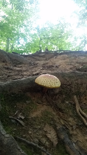 National Park «First State National Historical Park - Peters Rock Parking», reviews and photos, Thompsons Bridge Rd, Wilmington, DE 19803, USA