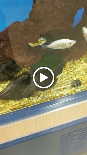 Pet Supply Store «Petco Animal Supplies», reviews and photos, 806 Sunrise Hwy, Baldwin, NY 11510, USA