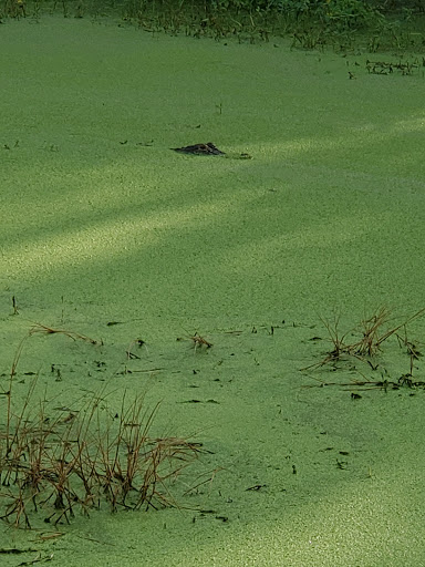 Golf Club «St. James Bay Golf Club», reviews and photos, 151 Laughing Gull Ln, Carrabelle, FL 32322, USA