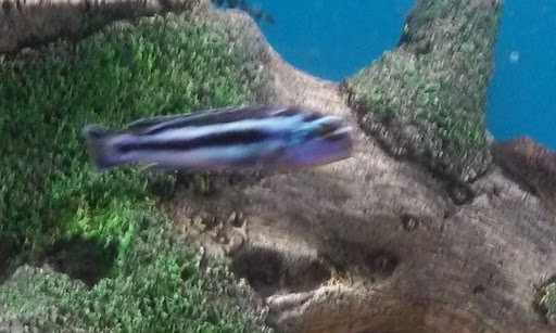 Pet Supply Store «Pet Supplies Plus», reviews and photos, 2155 Delaware Ave, Buffalo, NY 14216, USA