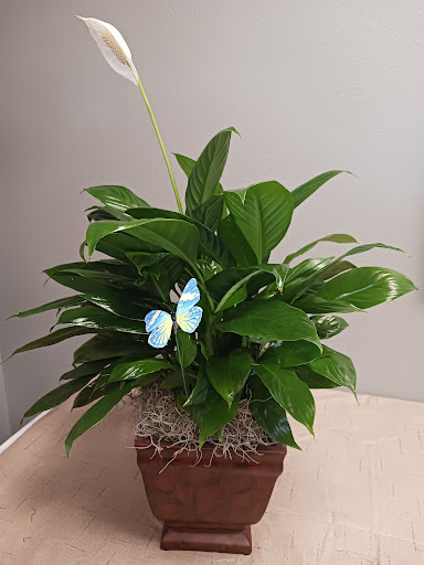 Florist «Treasures To Adore», reviews and photos, 1313 Carolyn Ct, Humble, TX 77338, USA