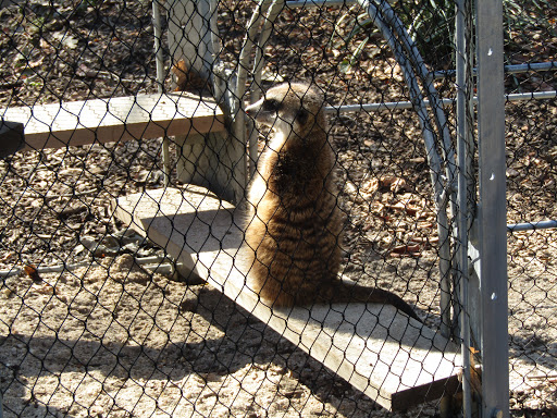 Meerkat Maze image 2