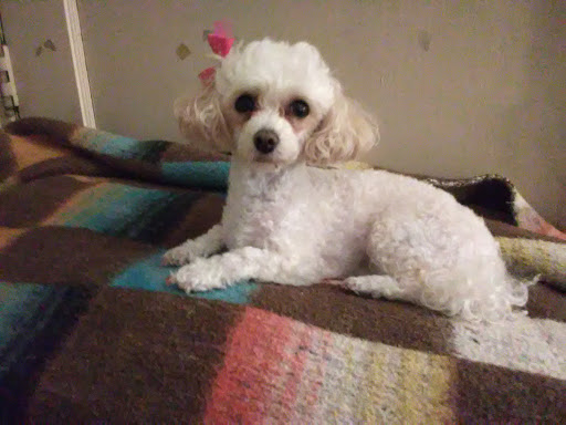 Bethea Robert w DVM image