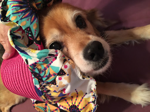 Pet Store «Pet Wize», reviews and photos, 11401 N 56th St, Tampa, FL 33617, USA