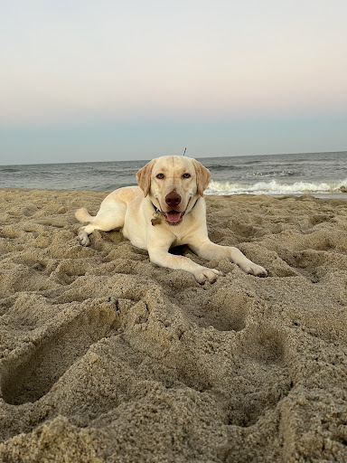 Dog Trainer «Off Leash K9 Training, Charlottesville», reviews and photos, 8782 Seminole Trail, Ruckersville, VA 22968, USA