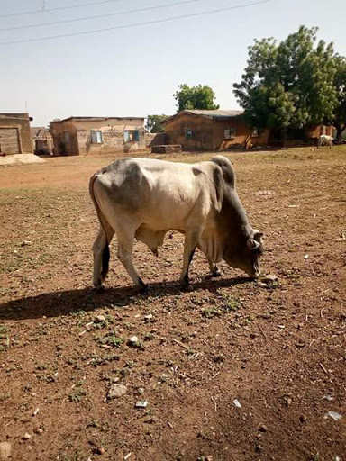 Amo Byng Poultry Farm, Ife Odan Rd, Awe, Oyo, Nigeria, Construction Company, state Oyo