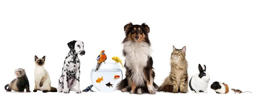 Pet Store «Shoreline Pet & Aquarium», reviews and photos, 719 Boston Post Rd, Old Saybrook, CT 06475, USA