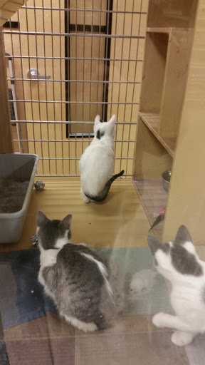 Pet Supply Store «PetSmart», reviews and photos, 2347 N Telegraph Rd, Monroe, MI 48162, USA