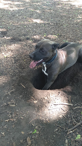 Dog Park «St. Anthony Parkway Off-Lease Dog Park», reviews and photos, 700 St Anthony Pkwy, Minneapolis, MN 55418, USA