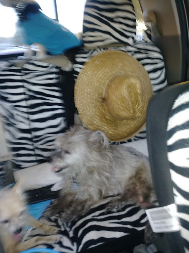 Thrift Store «Sunshine Thrift Stores of Bradenton, Inc.», reviews and photos, 3611 1st St E #230, Bradenton, FL 34208, USA