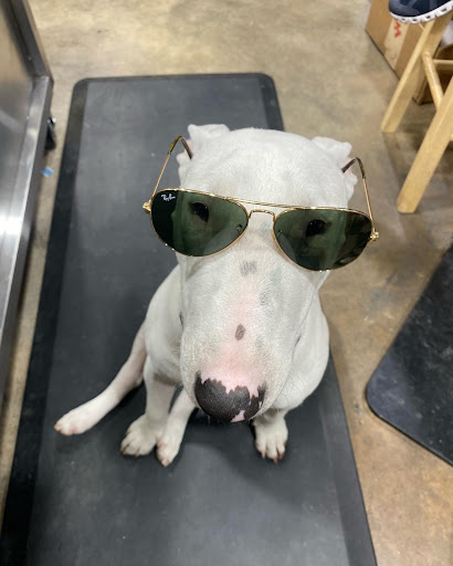 Bicycle Store «Urban Bicycle Gallery», reviews and photos, 4814 Nett St, Houston, TX 77007, USA