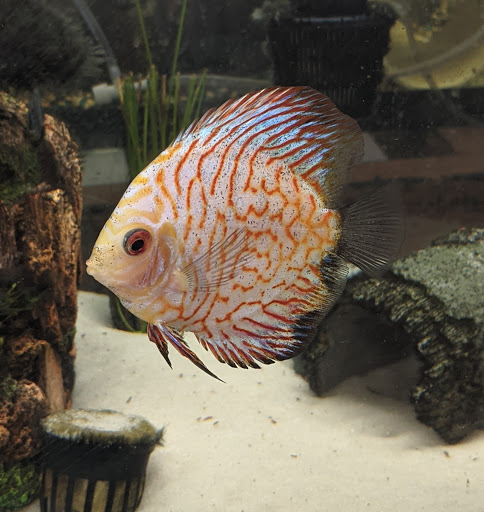 Tropical Fish Store «Aquaria Masters», reviews and photos, 411 Tia Juana St, Colorado Springs, CO 80909, USA