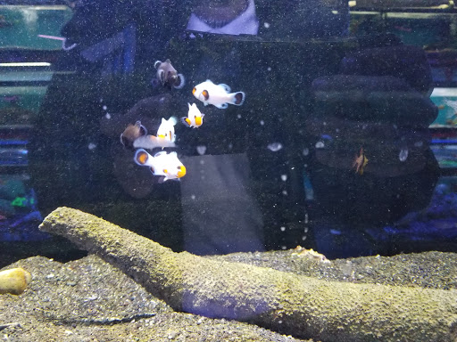 Aquarium «Pacific Aquarium & Plant Inc», reviews and photos, 46 Delancey St #1, New York, NY 10002, USA