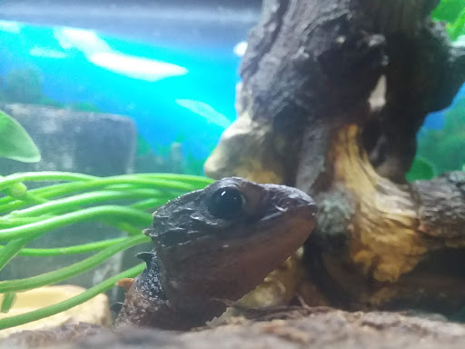 Pet Supply Store «Pet Station Jackson», reviews and photos, 1617 E Michigan Ave, Jackson, MI 49202, USA