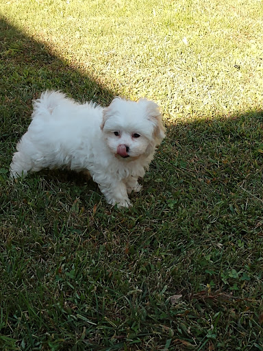 Pet Store «Animal House», reviews and photos, 7869 Hamilton Ave, Cincinnati, OH 45231, USA