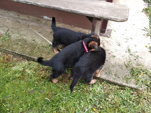 Pensioni per cani e dog hotel a 4 Zampe Village