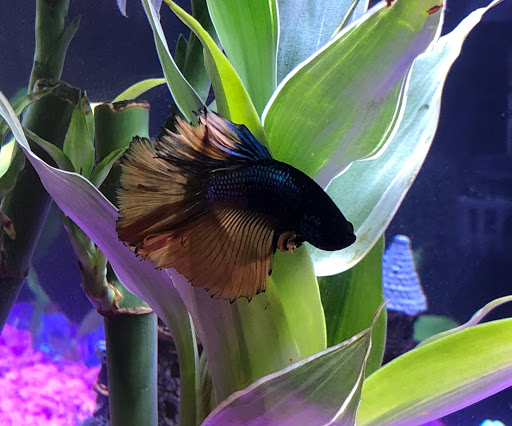 Tropical Fish Store «Glass Aquatics», reviews and photos, 542 W Harwood Rd, Hurst, TX 76054, USA