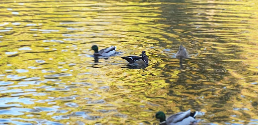 Golf Course «Eastmoreland Golf Course», reviews and photos, 2425 SE Bybee Blvd, Portland, OR 97202, USA