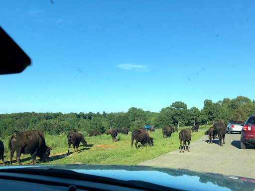 Nature Preserve «Elk and Bison Prairie», reviews and photos, Elk & Bison Prairie Rd, Golden Pond, KY 42211, USA