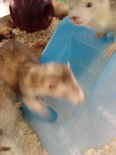 Pet Supply Store «Petco Animal Supplies», reviews and photos, 993 Branson Hills Pkwy, Branson, MO 65616, USA