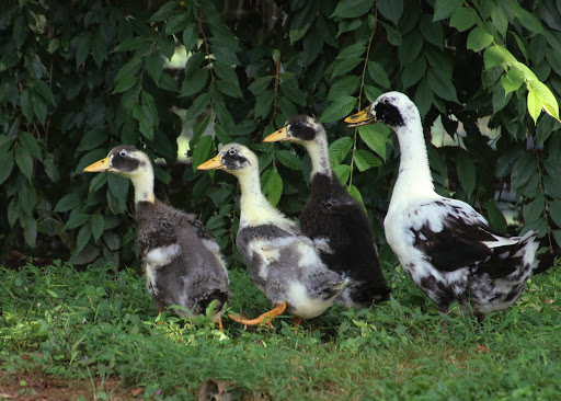 Farm «Coverdale Farm Preserve of Delaware Nature Society», reviews and photos, 543 Way Rd, Greenville, DE 19807, USA