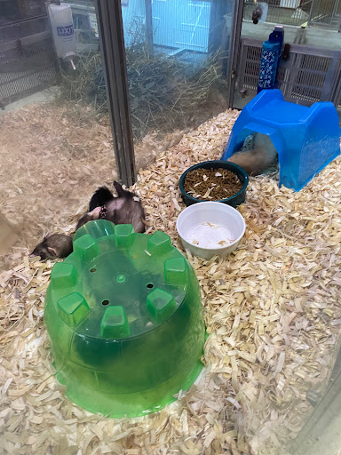 Pet Store «All Pets Club», reviews and photos, 1167 N Colony Rd, Wallingford, CT 06492, USA