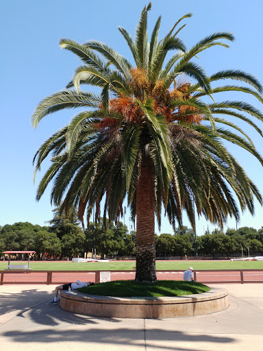 Stadium «Stanford Stadium», reviews and photos, 625 Nelson Rd, Stanford, CA 94305, USA