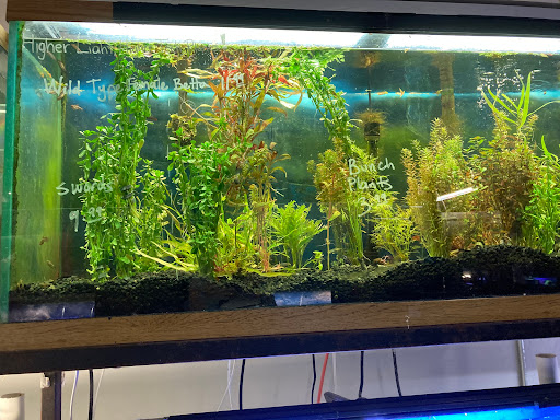 Pet Store «Sierra Fish and Pets», reviews and photos, 601 S Grady Way Suite M, Renton, WA 98057, USA