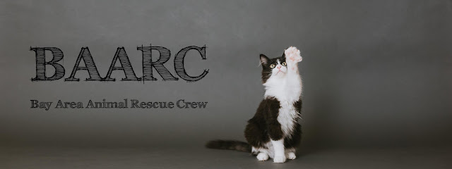 Bay Area Animal Rescue Crew