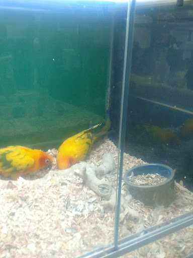 Pet Store «Pet City», reviews and photos, 14200 E Alameda Ave #2036, Aurora, CO 80012, USA