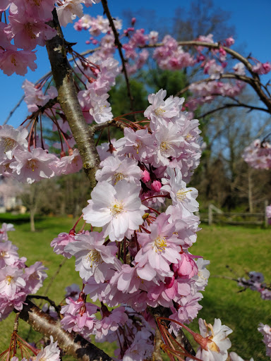 Park «Gough Park», reviews and photos, 9300 Honeygo Blvd, Perry Hall, MD 21128, USA