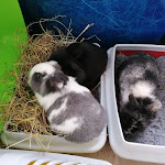 Photo n° 2 de l'avis de Caroline.e fait le 27/06/2020 à 13:28 pour Clinique Vétérinaire de la Harth à Bantzenheim