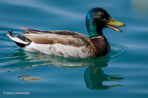 National Reserve «Riparian Preserve at Water Ranch», reviews and photos, 2757 E Guadalupe Rd, Gilbert, AZ 85234, USA